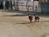 Golden Rabbit European Sandtrack-Derby Th. Ernst (158)